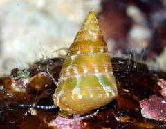 Jujubinus polychroma