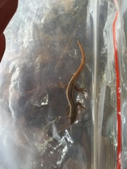 Lygodactylus conraui