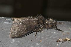 Dasychira grisefacta