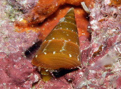 Jujubinus polychroma