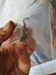 Lygodactylus conraui