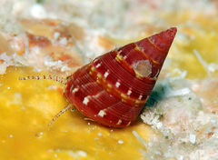 Jujubinus polychroma