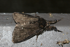 Dasychira grisefacta