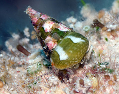 Jujubinus polychroma