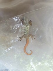 Lygodactylus conraui