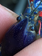 Procambarus holifieldi