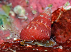 Jujubinus polychroma