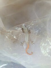 Lygodactylus conraui