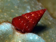 Jujubinus polychroma