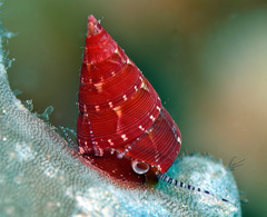 Jujubinus polychroma