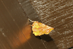 Selenia alciphearia