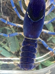 Procambarus holifieldi