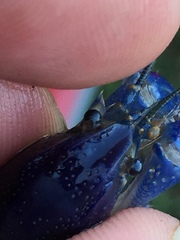 Procambarus holifieldi