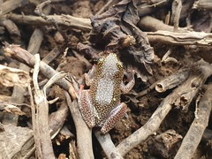 Hyperolius guttulatus