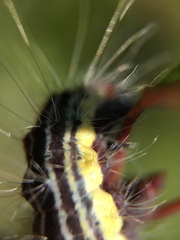 Acronicta radcliffei