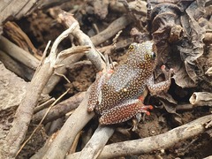 Hyperolius guttulatus