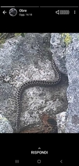 Vipera berus marasso