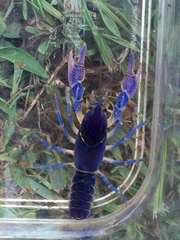 Procambarus holifieldi