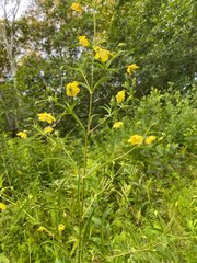 Lysimachia hybrida