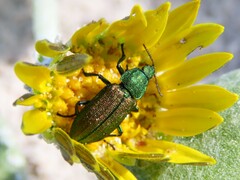 Melyris viridis