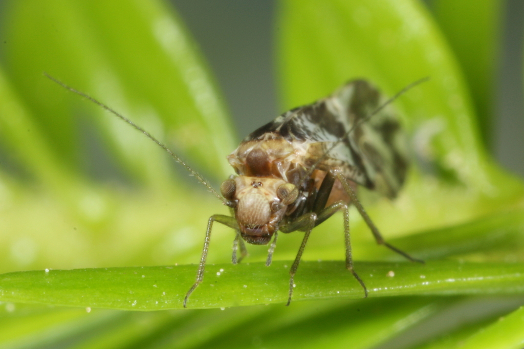 Brown-banded barklouse