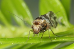 Brown-banded barklouse