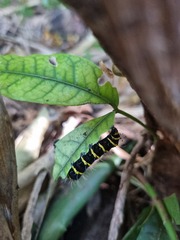 Egybolis vaillantina