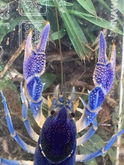 Procambarus holifieldi