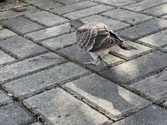 Streptopelia orientalis orii
