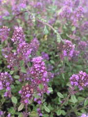 Thymus pulegioides
