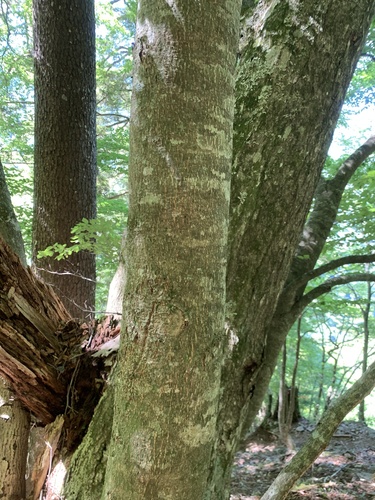 Fagus japonica, photograph 4