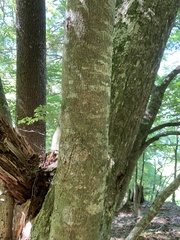 (c) 岸本年郎, some rights reserved (CC BY) Fagus japonica, photograph (c) 岸本年郎, some rights reserved (CC BY)