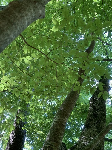 Fagus japonica, photograph 3