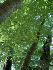 (c) 岸本年郎, some rights reserved (CC BY) Fagus japonica, photograph (c) 岸本年郎, some rights reserved (CC BY)