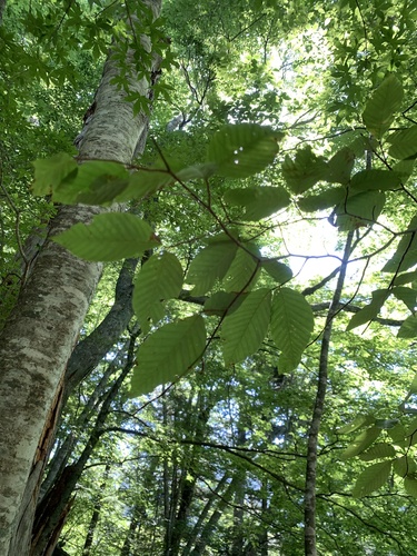 Fagus japonica, photograph 5