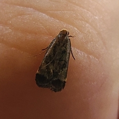 Dichomeris ochripalpella