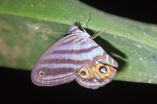 Chloreuptychia herse