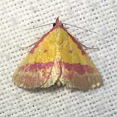 Phytometra rhodarialis