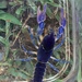 Procambarus holifieldi - Photo (c) Daniel Folds, μερικά δικαιώματα διατηρούνται (CC BY-NC), uploaded by Daniel Folds