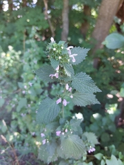Ballota nigra