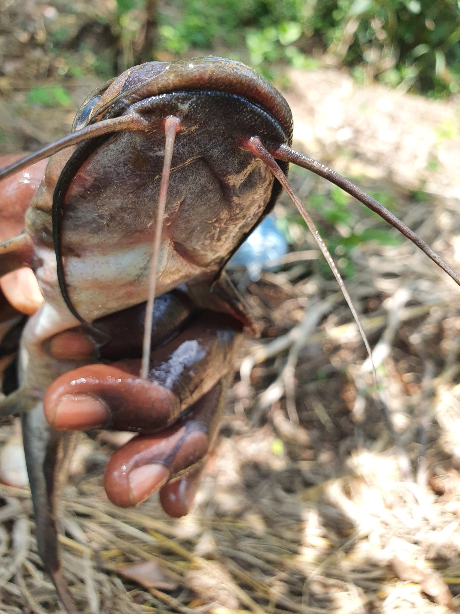 Heterobranchus isopterus Bleeker, 1863