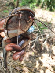 Heterobranchus isopterus