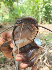 Heterobranchus isopterus