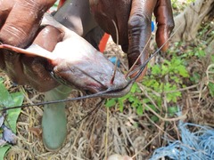 Heterobranchus isopterus