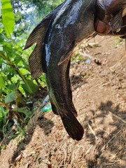 Heterobranchus isopterus