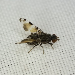 Pseudotephritis vau