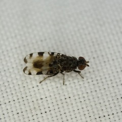 Pseudotephritis vau