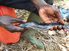 Heterobranchus isopterus