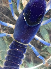 Procambarus holifieldi