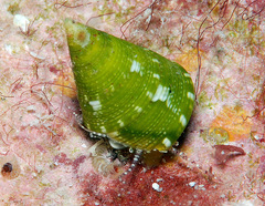 Jujubinus polychroma